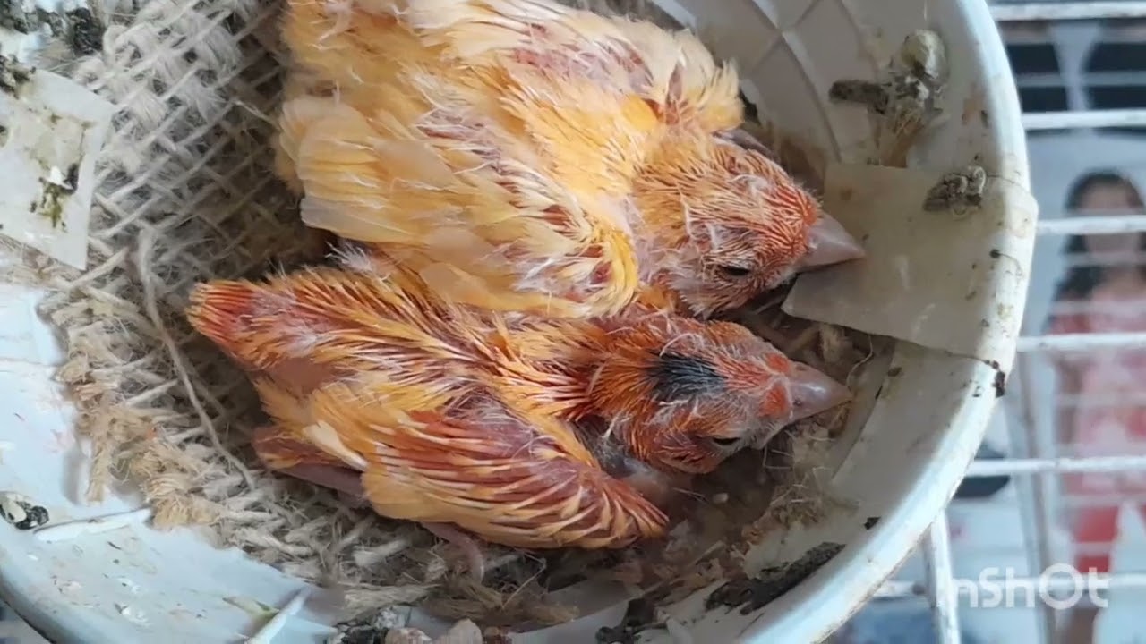 Evolução dos filhotes de canários. 