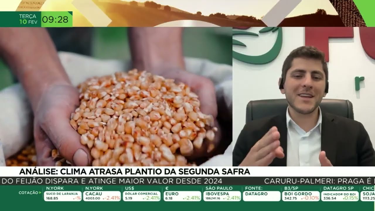 O produtor deve ficar atento ao planejamento e a comercialização do milho safrinha!