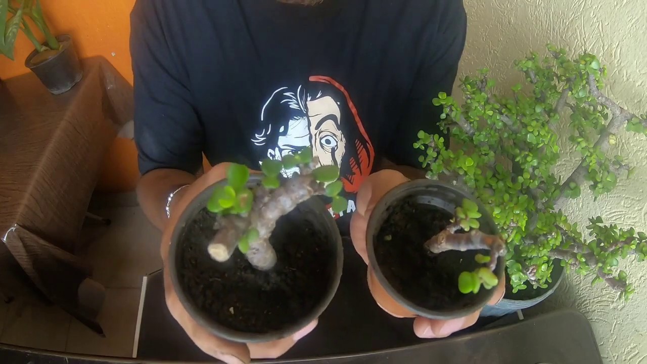 COMO REPRODUCIR EL ARBOL DE LA ABUNDANCIA / AVANCE DEL COLEO JAPONESA / PASO A PASO