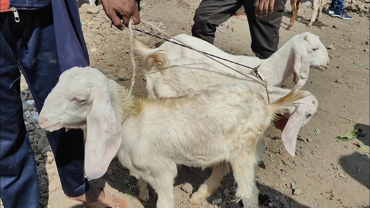 Indore Bakra Mandi Live Update | Bajariya Bakra Mandi Indore