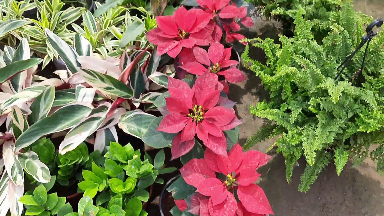 Plant Nursery Visit in Lucknow|Nursery visit#cheap plants