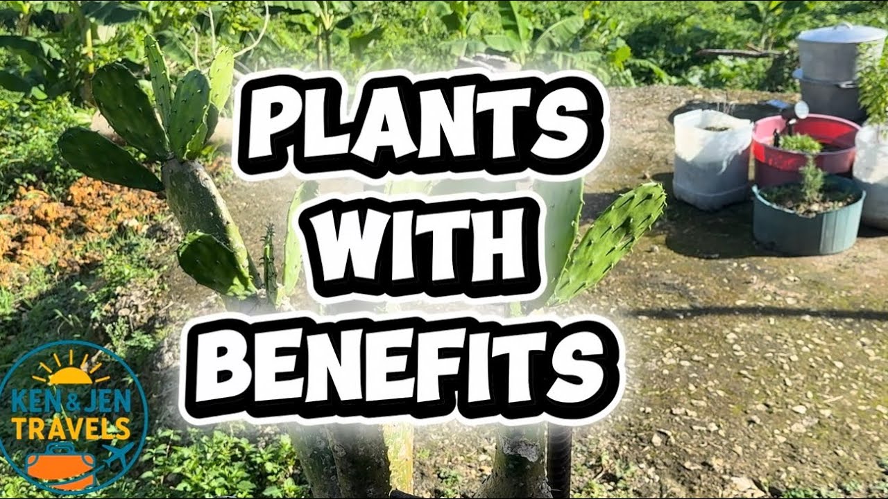 Identifying plants and their uses in the yard 