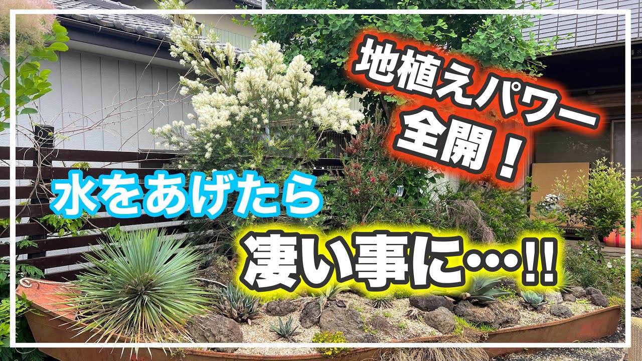オージーガーデンに水をあげたら、凄い事になりました！【オージープランツ】