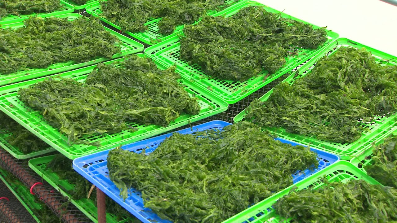 Lumi&rsquo;Algues, des algues dans l'assiette sur l'&icirc;le d'Ol&eacute;ron