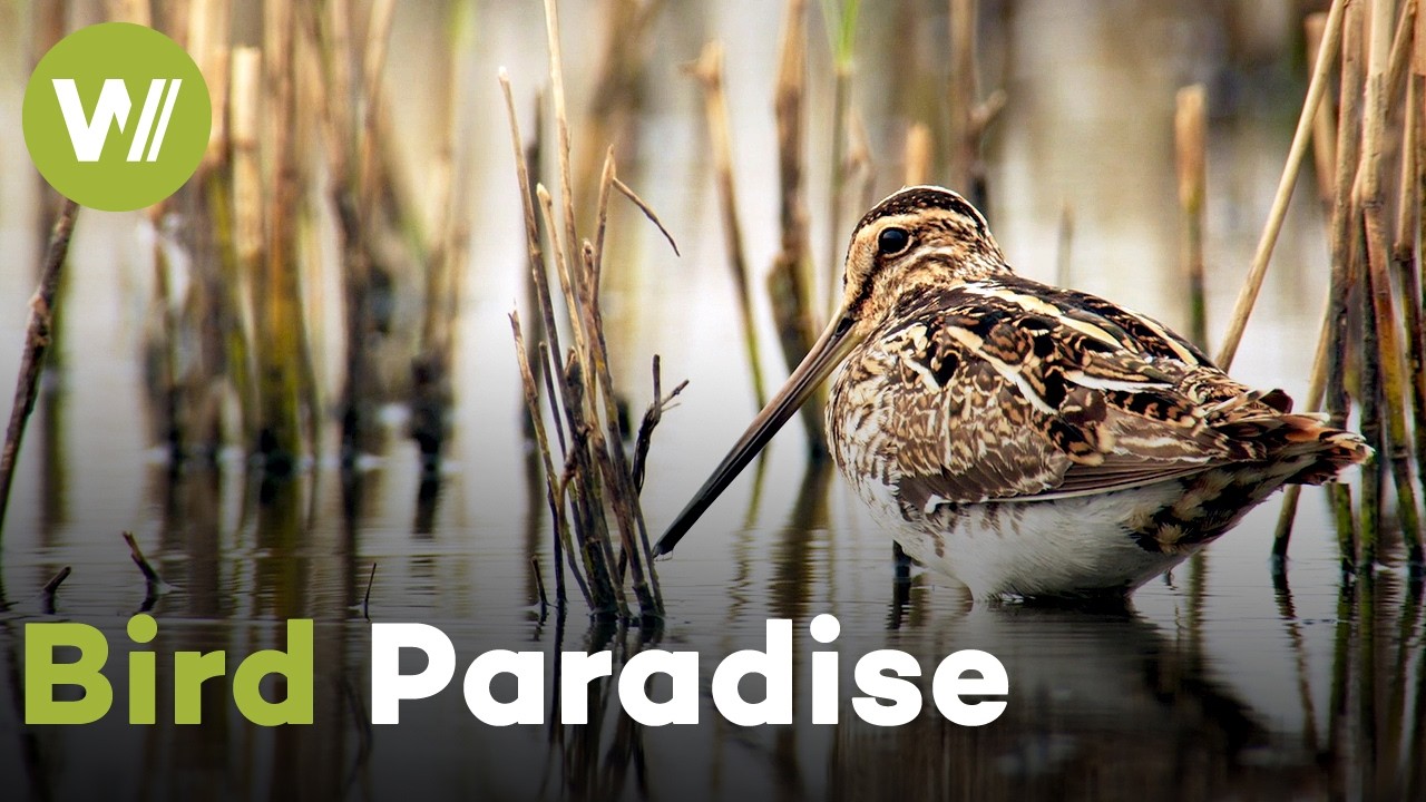 Europe's Manmade Bird Refuge | Accidental Wilderness - Europe's Everglades (Documentary, 2020)