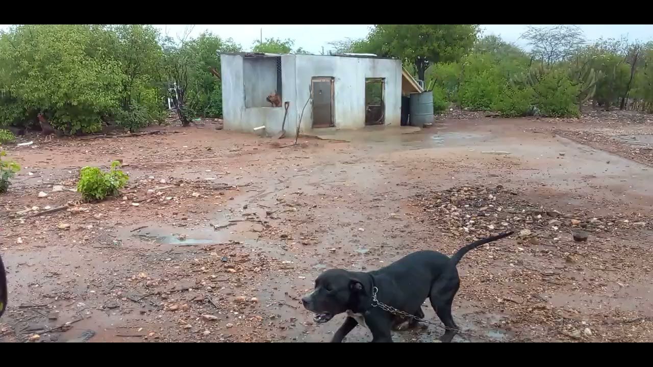 Chuva forte no sertão 