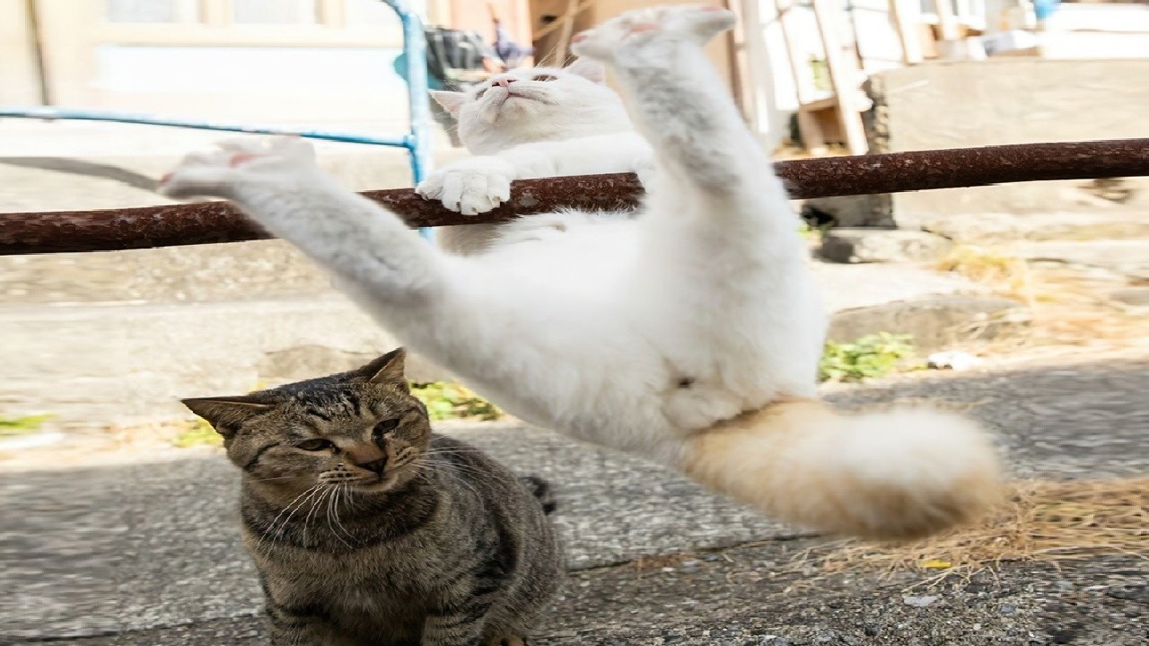 Funniest Cats and Dogs Videos 2025🐶🐱Try Not To Laugh😜