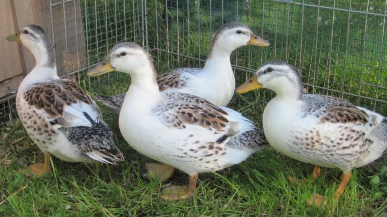 Silver Appleyard Ducks | Bountiful Meat And Eggs