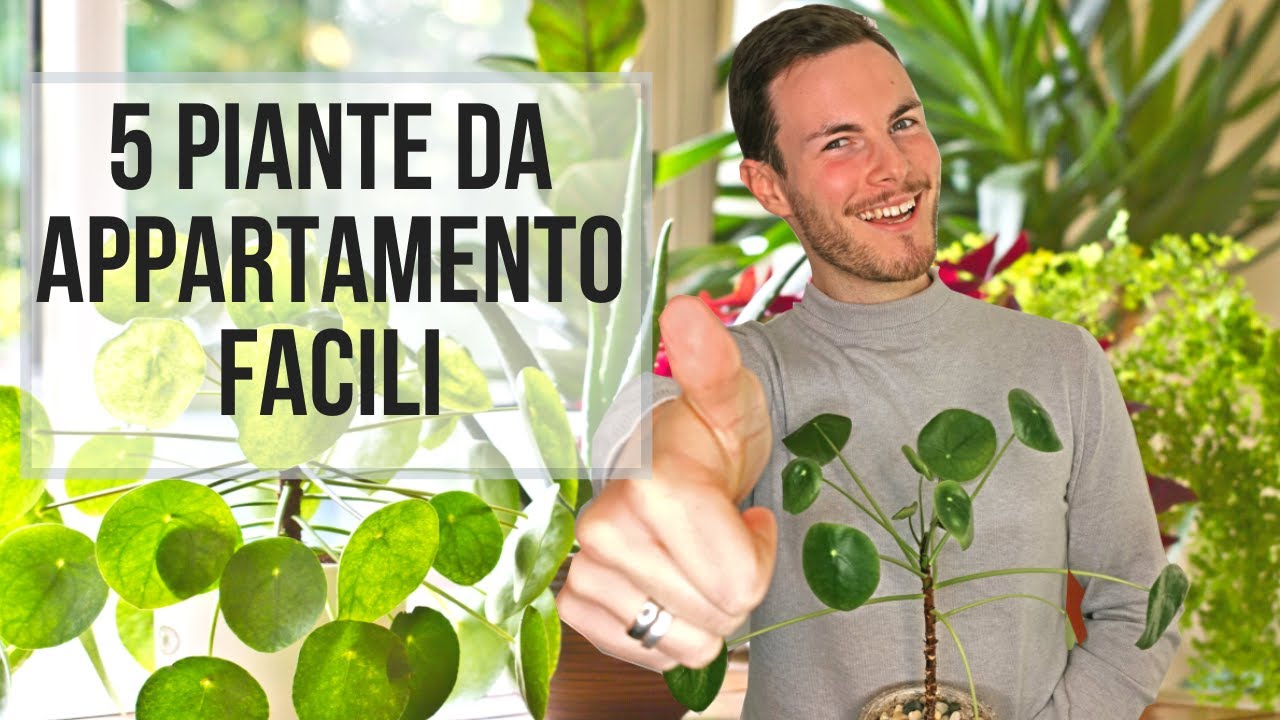 5 PIANTE DA APPARTAMENTO FACILI