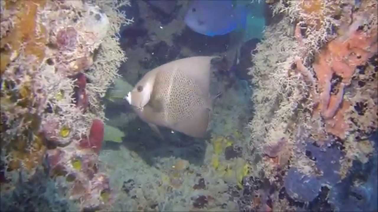 Scuba diving in Vieques - Vieques Submerged with Isla Nena Scuba