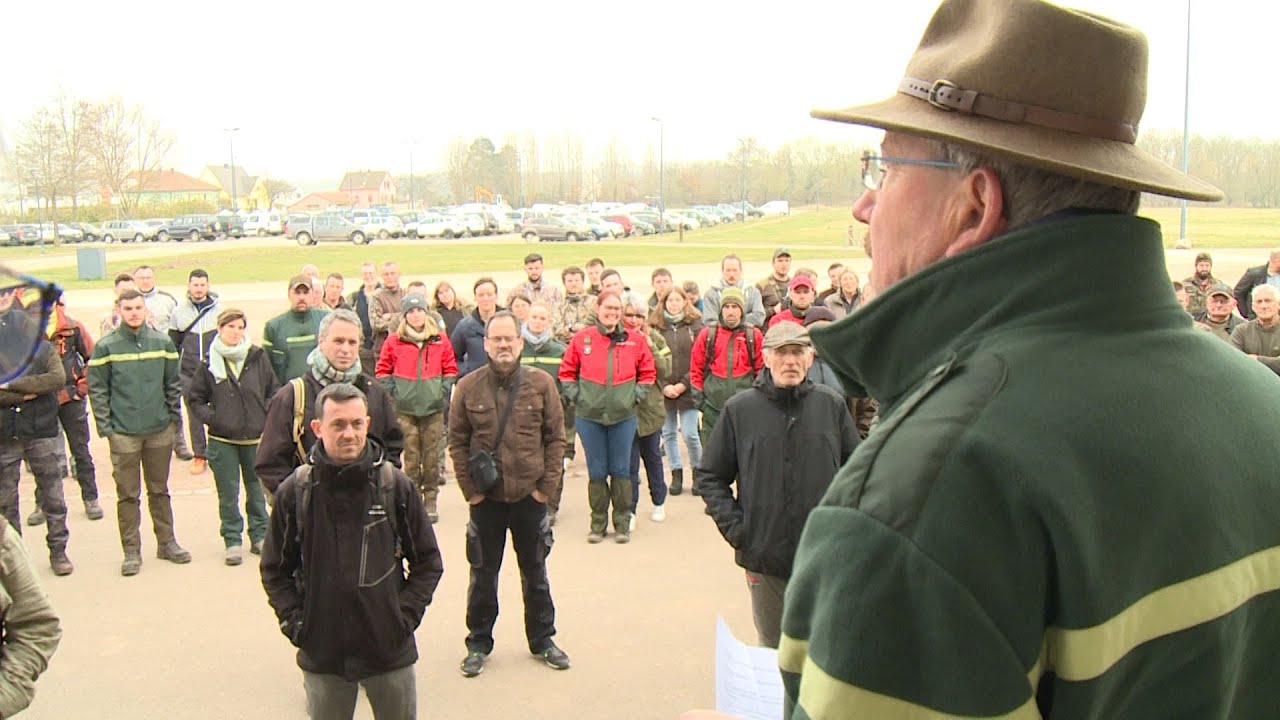 Le comptage des daims dans la réserve naturelle de  l'Illwald