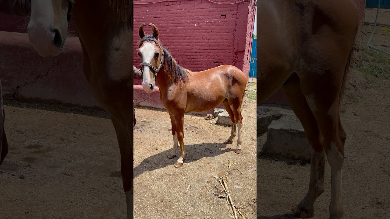 Horse colt #horse #animals #horsetrack