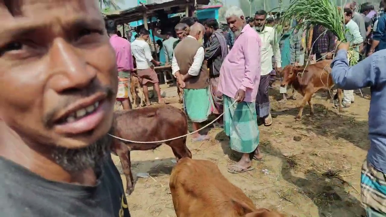 রমজানে শাইওয়াল ষাঁড় বাছুরের দাম কমলো না বাড়লো? আমবাড়ি হাটে ক্রেতাদের মুখে আসল তথ্য ২০২৬