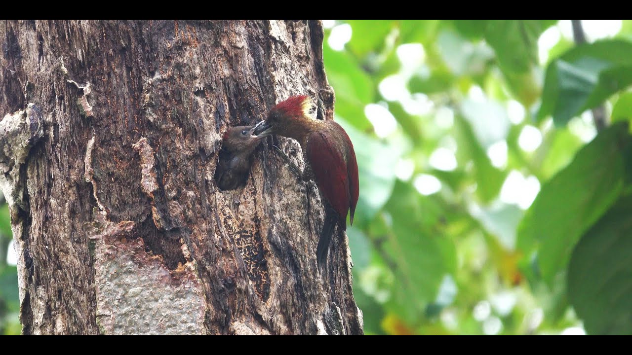 Birding in Singapore-Singapore Botanic Gardens. An exciting birdwatching month. Sep 2024.