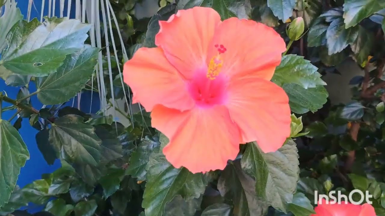 JARDIM  CHEIO DE AMOR DA DONA CELIRA,UMA INSCRITA DO CANAL 🌹