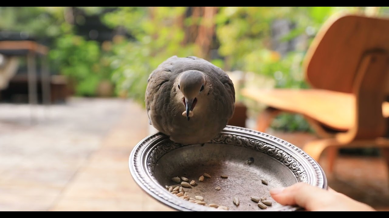 mourning dove feeding 2024