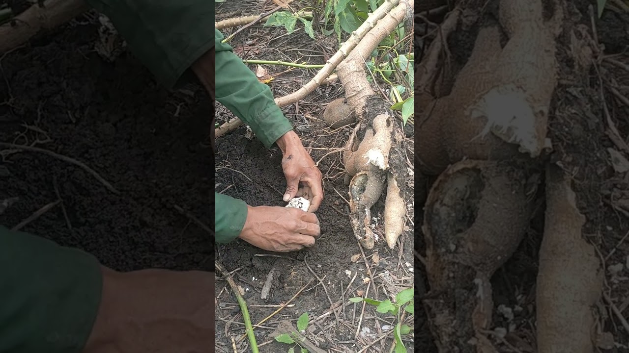 Đi đặt bẫy gà rừng 