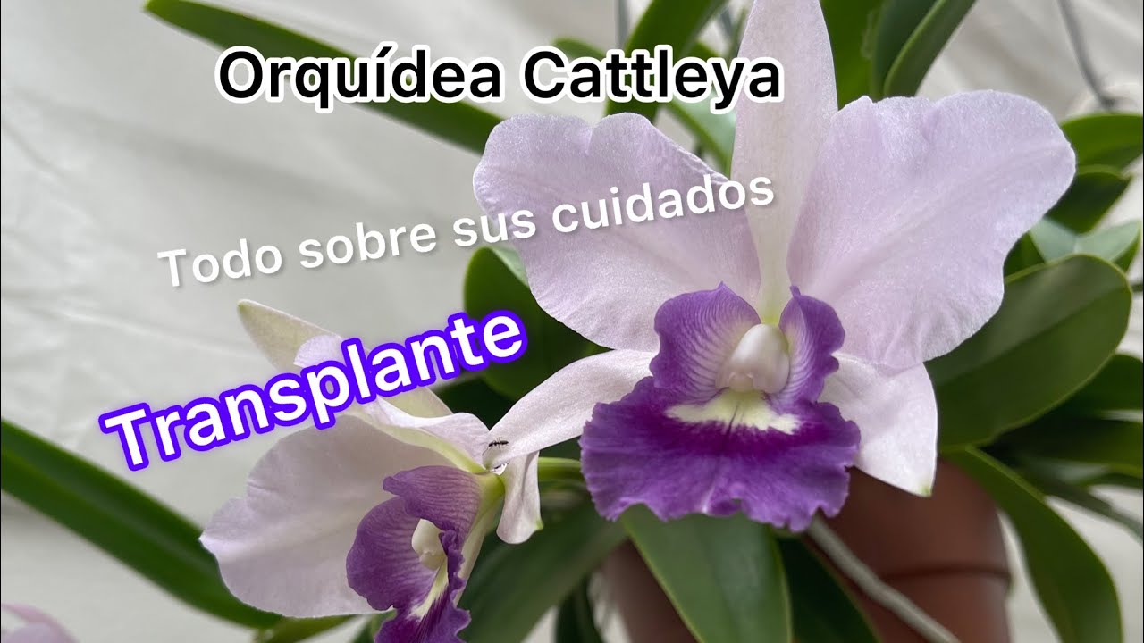 Orquídea  Cattleya Transplante y cuidados