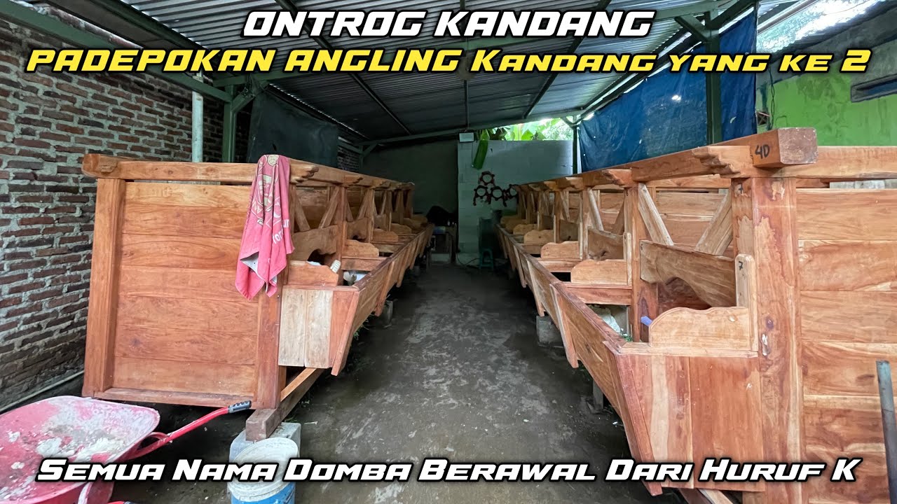 Kandang ke 2 pdp angling 