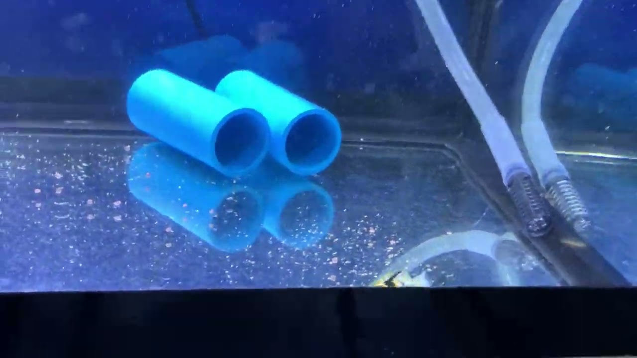 ปลาบอลลูน เรดเฮด ในตู้