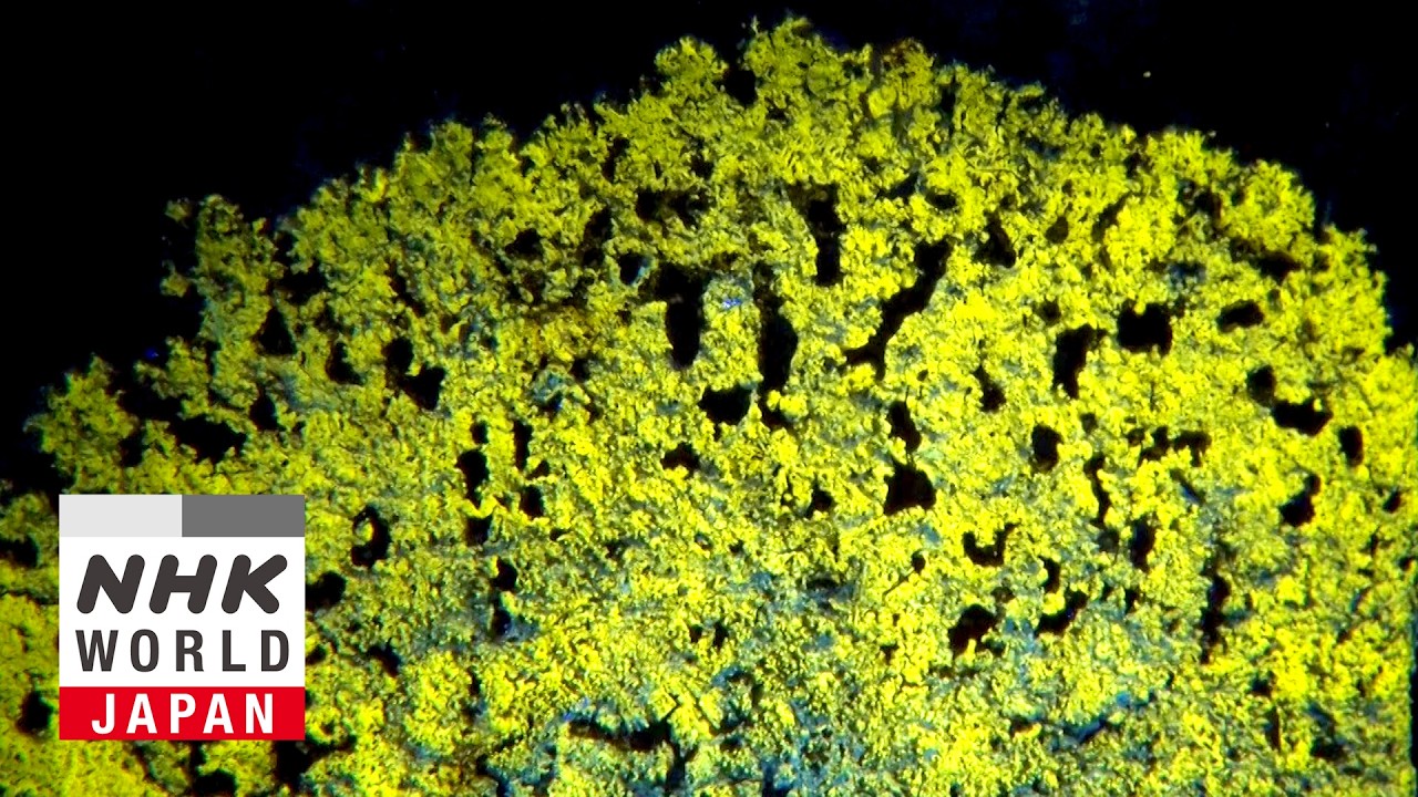 Lending an Ear to the Tiny, Symbiotic World of Lichen - Science View
