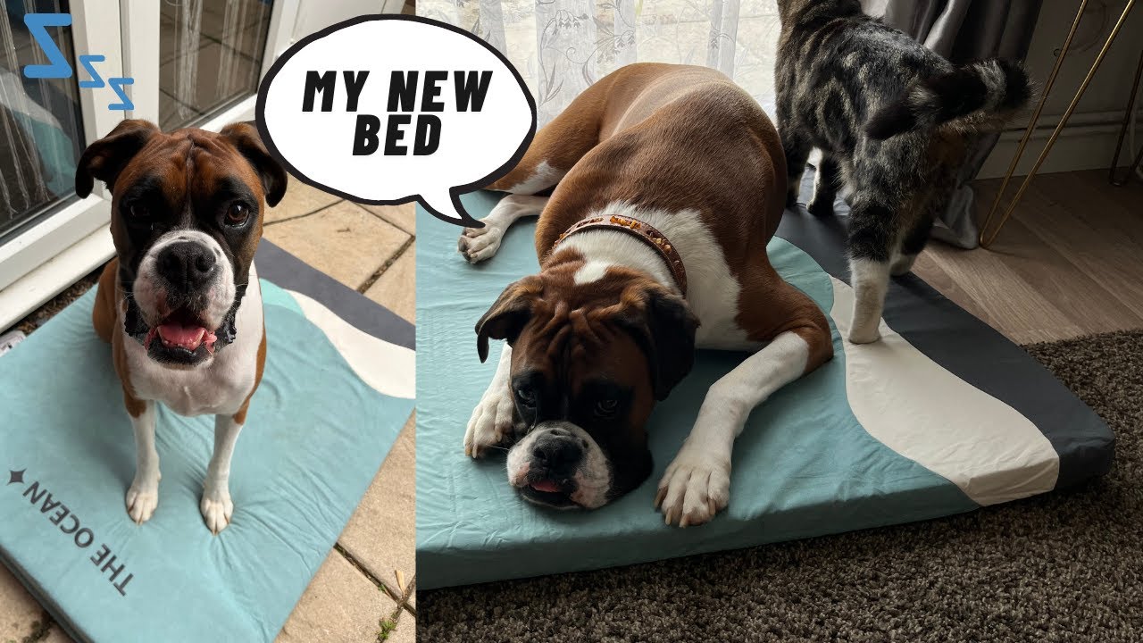 My Boxer Dog Gets A New Dog Bed (FUNNYFUZZYUK ocean dog bed)