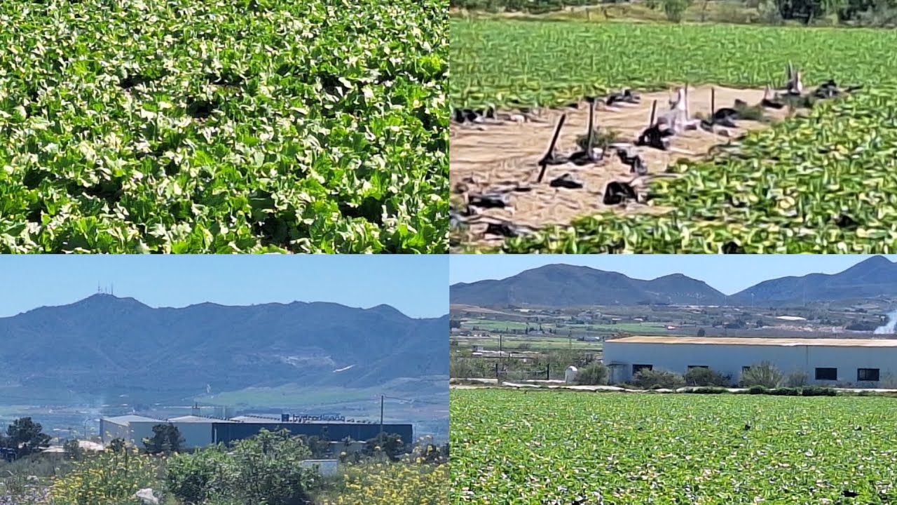 العمال عندهم # الخدمة موشتركة # إسبانيا #