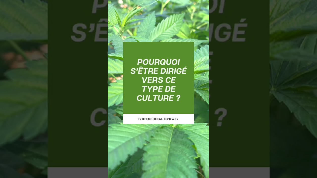 Zeweed chez Phytocann: c'est quoi la perma-culture?