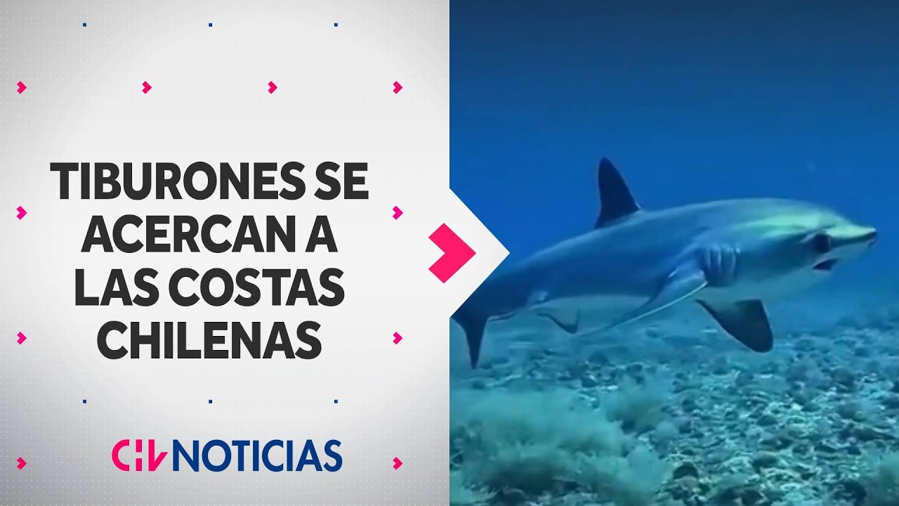 Tiburones se acercan a las costas chilenas: Un ejemplar fue divisado en Coquimbo - CHV Noticias