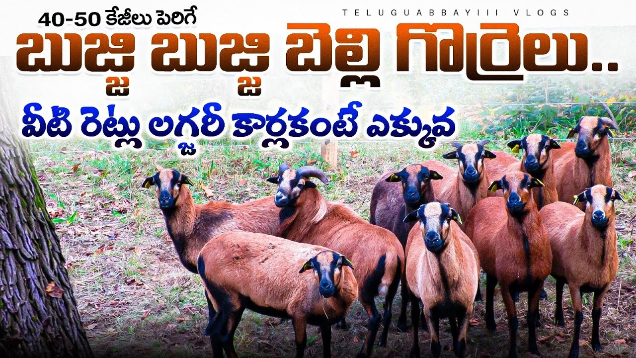 40-50 కేజీలు పెరిగే High Quality Belly Goat Farming in Dubai | Dubai Vlogs | TeluguAbbayii 