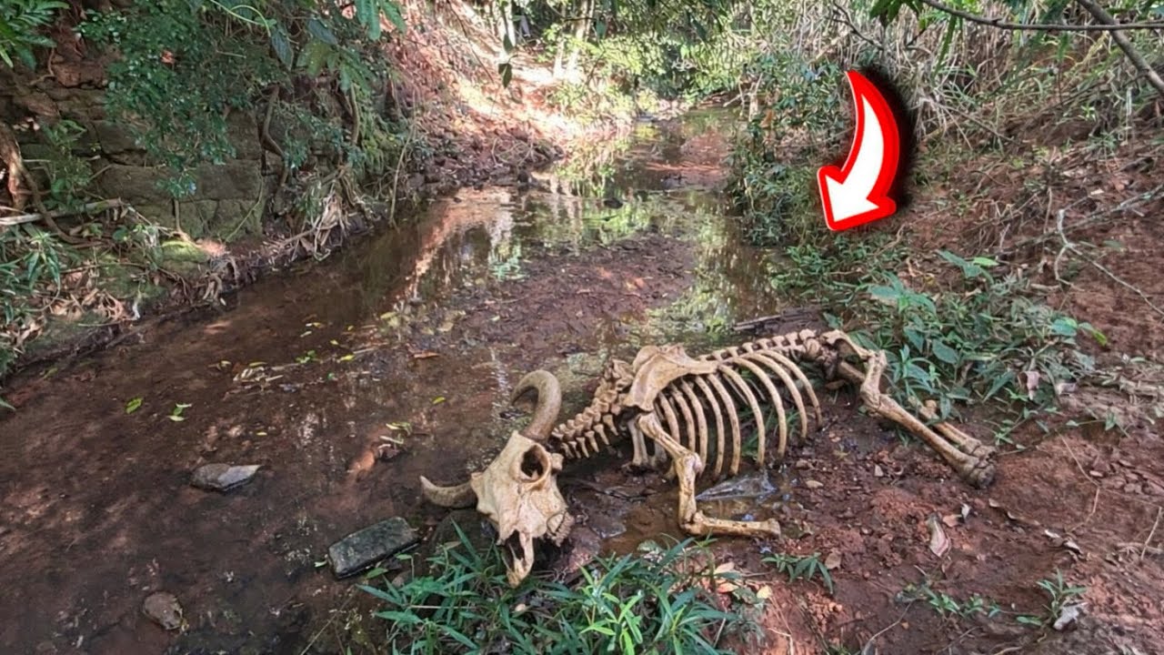 A ONÇA ATACOU MAIS UM BOI NA MINHA FAZENDA NÃO ACREDITO ￼