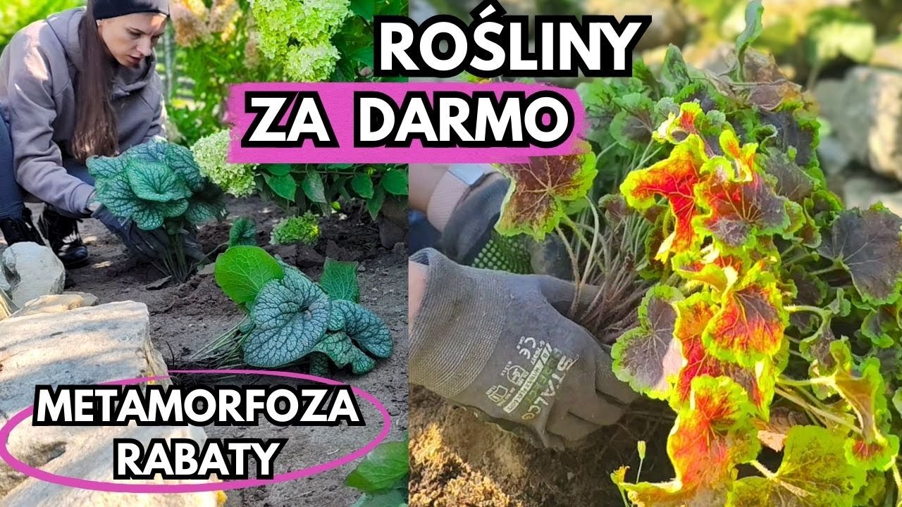 Jak odmłodzić rabatę? Dzielę rośliny i tworzę nowe nasadzenia