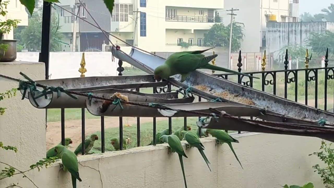 🦜#☝️காலை பணியில் உணவு உண்ண வந்த கிளிகள்#skyfire🥰 #shortsfeet#viralvideo#tringvideo#youtubevideo👌