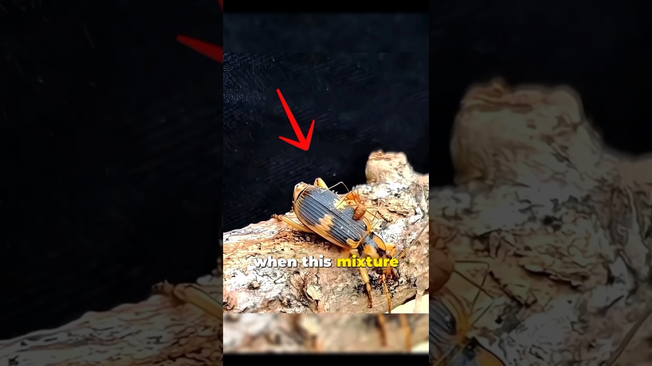 The Stink Bug's Defense Mechanism #shortvideo