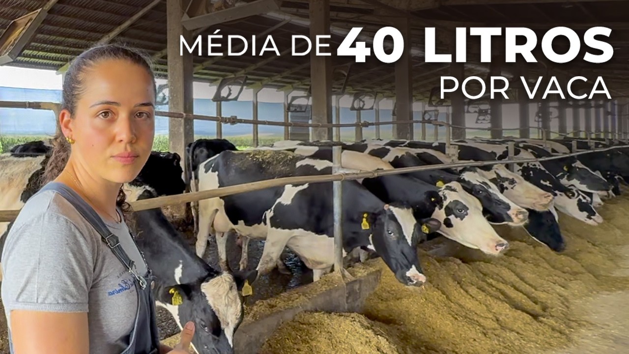11 MIL LITROS DE LEITE POR DIA COM 290 VACAS EM LACTAÇÃO - FAZENDA SANTA ELMIRA, BRASIL 🇧🇷