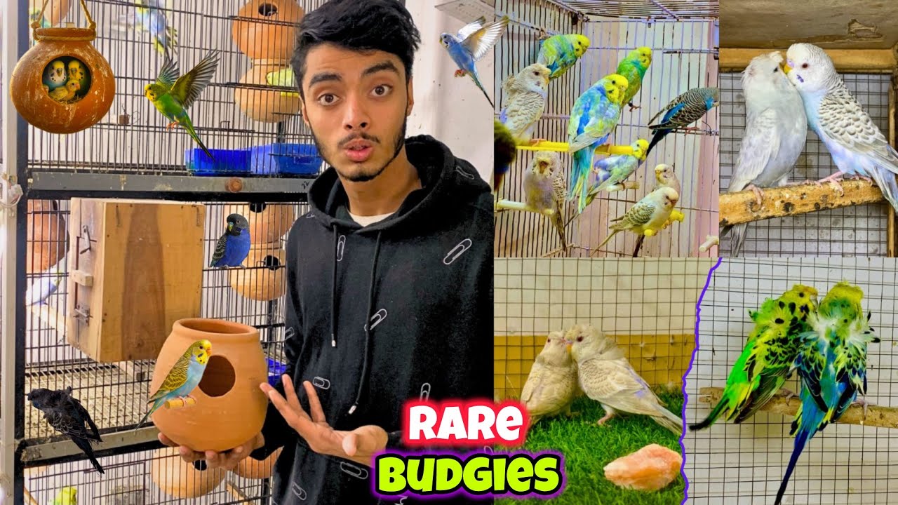 Kiya ye dun fallow rainbow budgies hen😍🐣🌈|Budgies breeding progress 🩷🐣