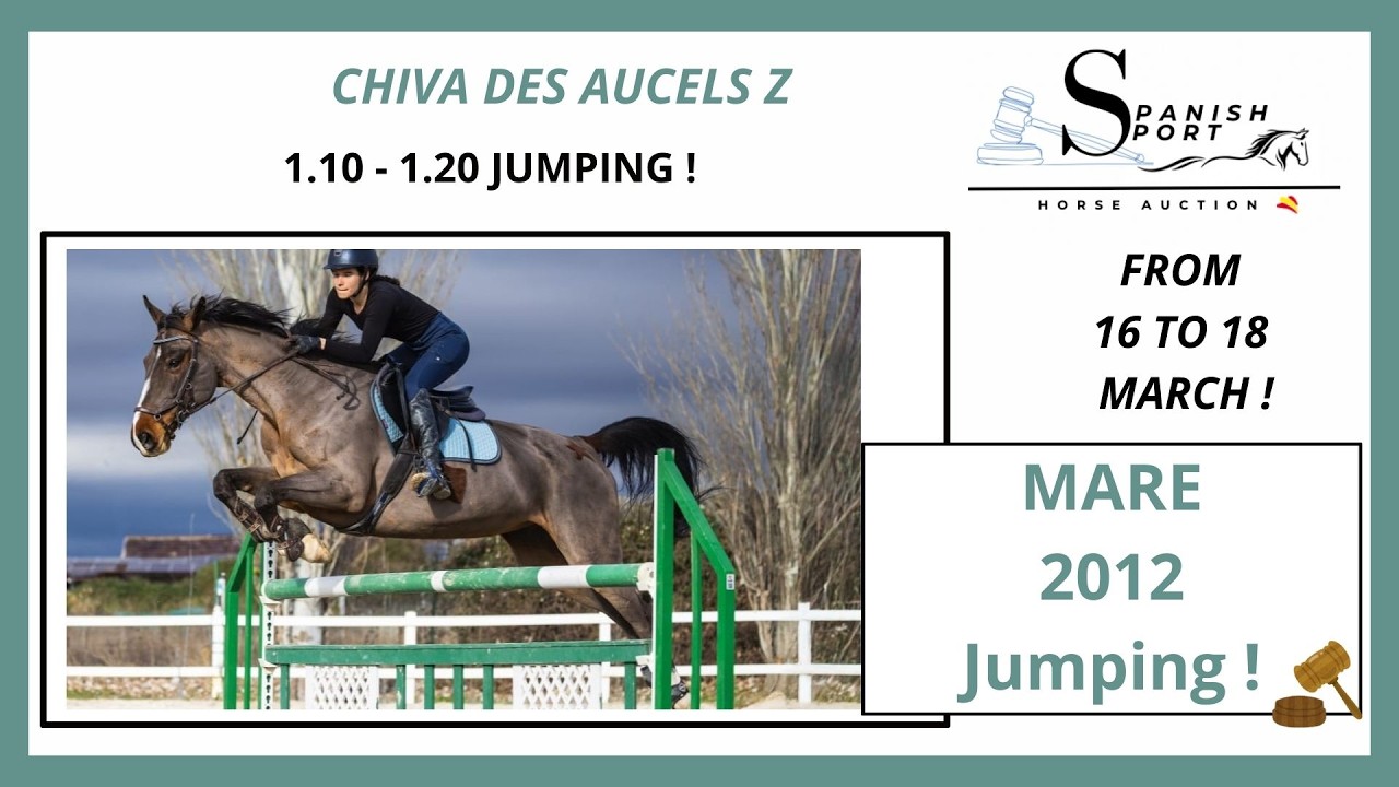 CHIVA DES AUCELS Z