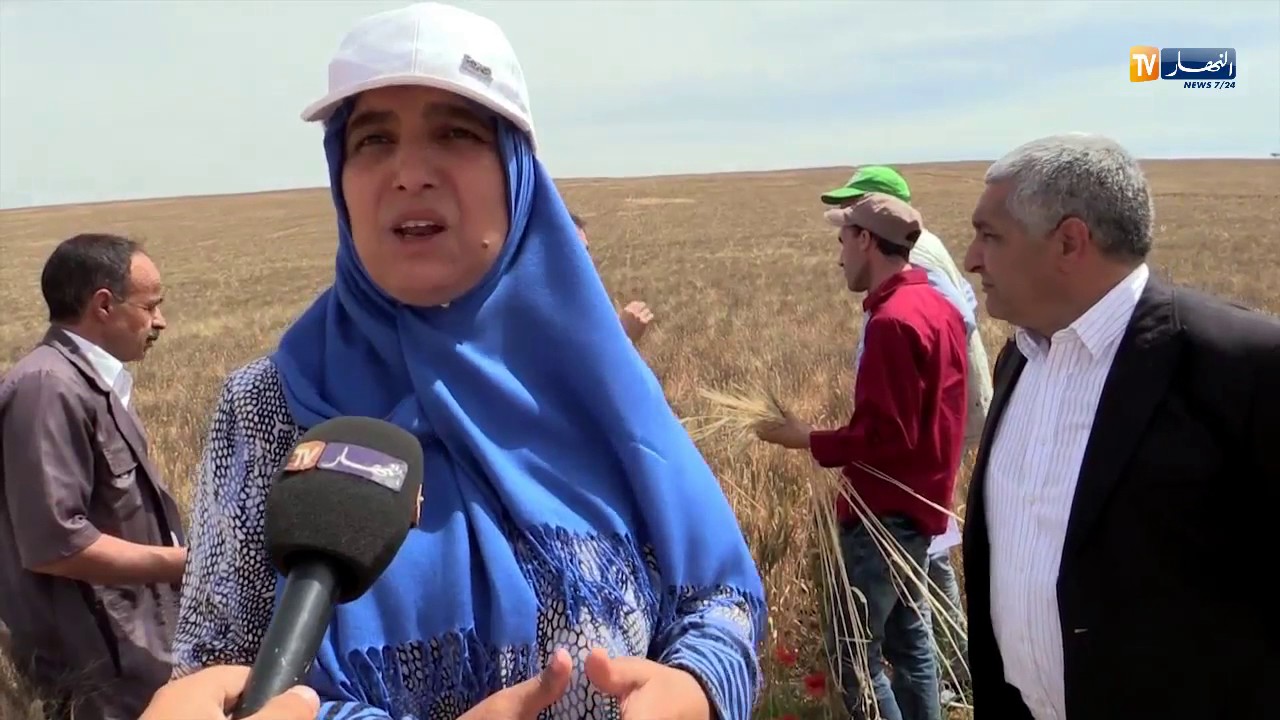 فلاحة: تحويل الحبوب إلى بذور.. منطقة منداس تصنع المفارقة