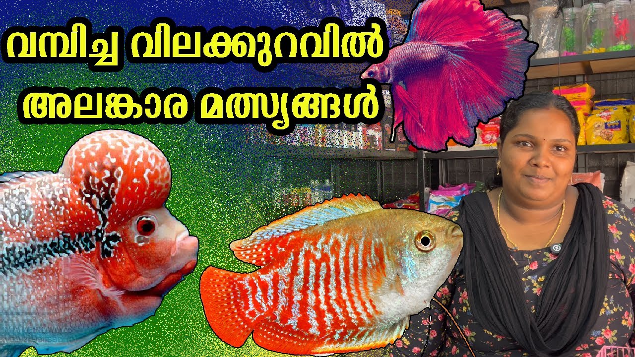 കേരളത്തിലെ ഏറ്റവും വലിയ കളഷൻ /Disney Aqua Park & Garden / #aquarium #fish #pets