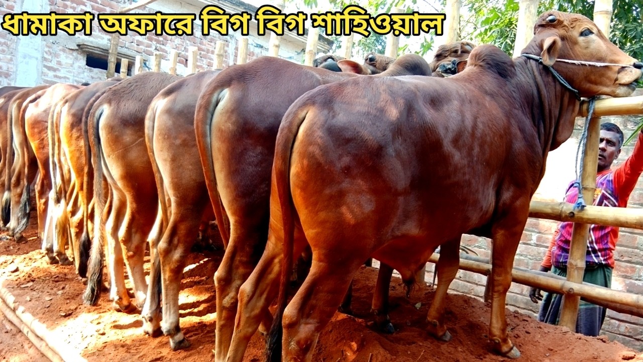 ২০২৬ সালের উপযোগী সুপারবিগ শাহিওয়াল কালেকশান ।। ০৫/০২/২০২৬