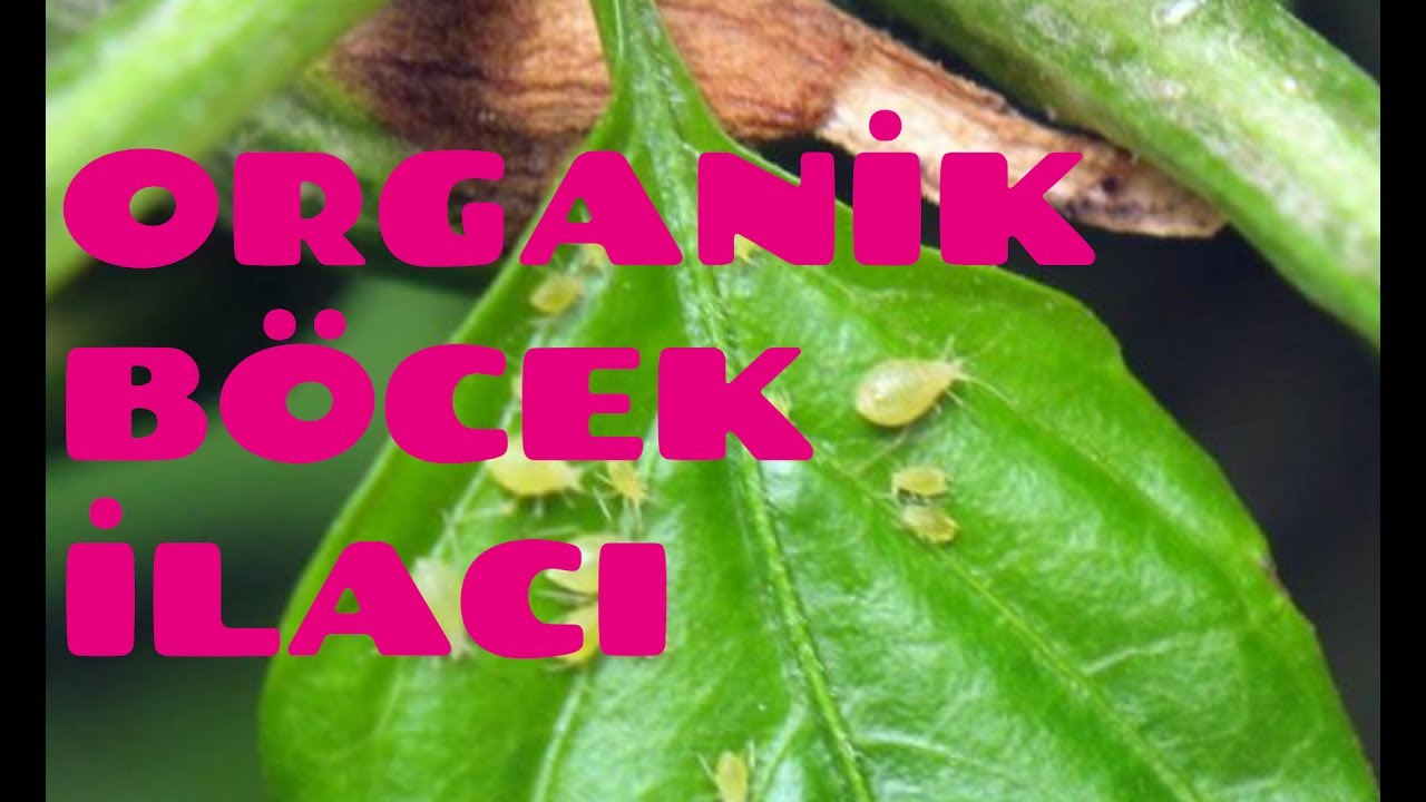 ORGANİK BÖCEK İLACI YAPIMI #1 (YEŞİL BİT VB.)