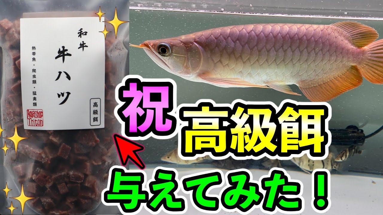 人工餌メインで育てたアロワナに『高級餌』牛ハツを与えてみた結果！『アジアアロワナ飼育記録No 12 』スーパーメタリカ飼育　１ヶ月記念