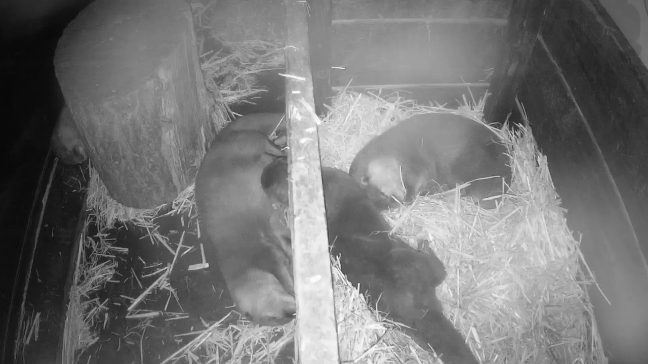 Otter CAM: LIVE 🔴