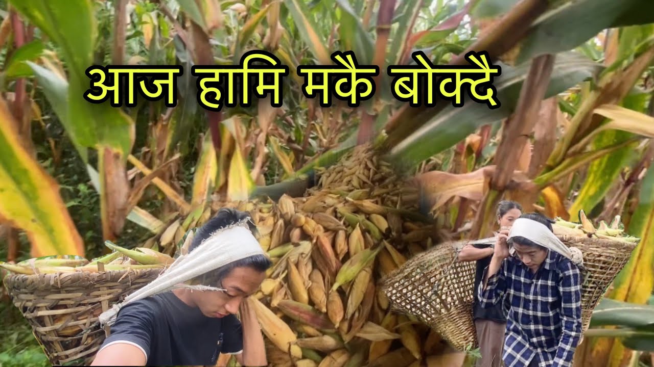 गाउले जिबन यस्तै हो @OSANCREATION  2025#newblog #organicfarming #villagework 