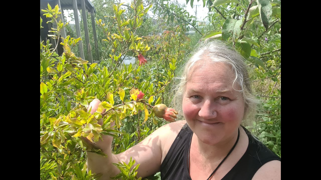My Top 12 Weirdo Fruits! Unusual food plants for food resilience and diversity.