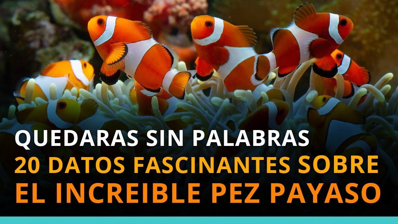 20 curiosidades sorprendentes sobre el pez payaso | Acu&aacute;tica