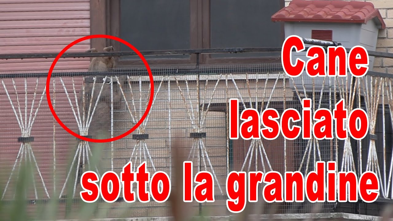 L’INSENSIBILITA’ E L’ASSENZA DELLE ISTITUZIONI 