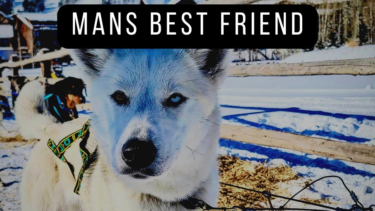 Meet Seppala Siberian Husky Sled Dog 