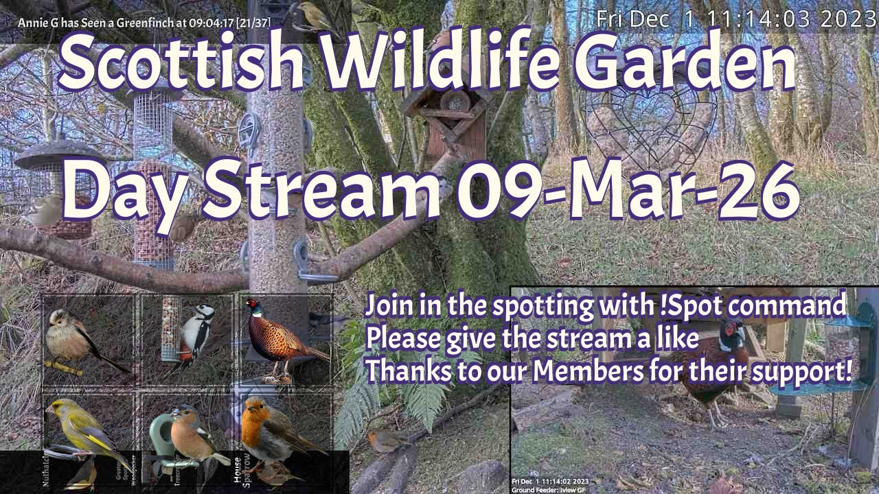 Day Stream March 9th 2026 | Bird Feeders, Wildlife Cameras Scotland UK from SWG