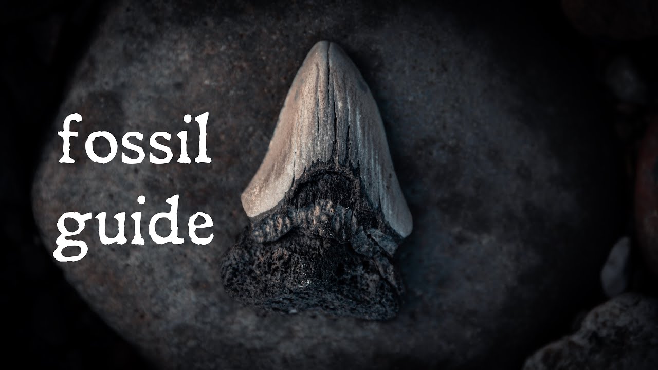 3 gode fossiler til begyndere // Din Guide til fossiljagt